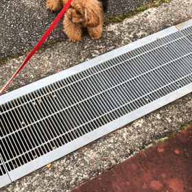 お散歩での画像