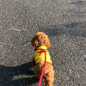 朝のお散歩の画像