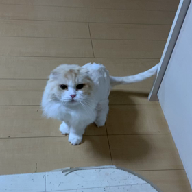 ”【猫動画】何を探しているのかな？”のサムネイル画像