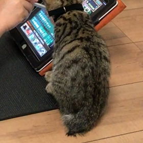 パパのパズドラ絶対阻止ニャンの画像