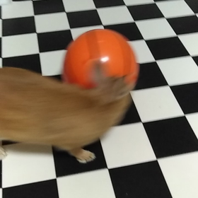 初投稿ですの画像