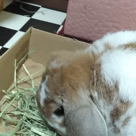 ただひたすらの画像