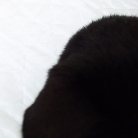 ニャンズ動画とさゆりちゃん動画の画像