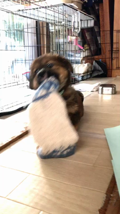 不登校  犬を飼うことに対する条件は…ない！の記事動画