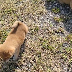 負けるな！サブちゃん！の画像