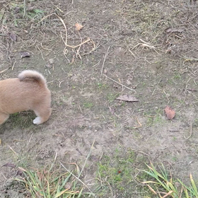 今日のわんこの画像