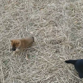 今日のわんこの画像