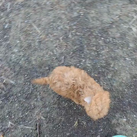 今日のおばねず。。。の画像