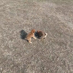 きょうのわんこ～12/22編その１～の画像