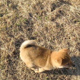 ジロくんバケツ初体験！の画像