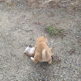 手毬の赤ちゃん飼い主さん募集中！の画像