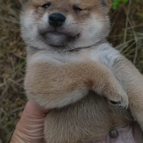今日のわんこの画像