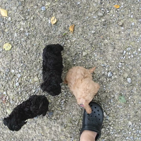 豆柴とトイ・プードルbabyの飼い主さん募集中❗️の画像