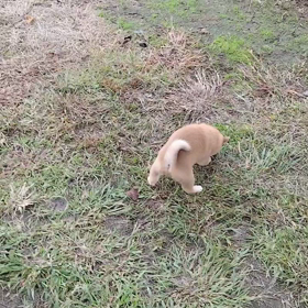 今日もわんこ(笑)の画像
