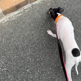 これならどうだ？の画像