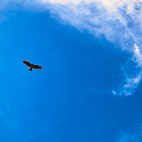 鳥と空の画像