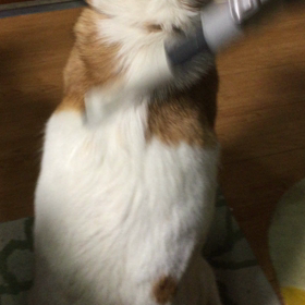 お気に入りなのよぉ〜の画像