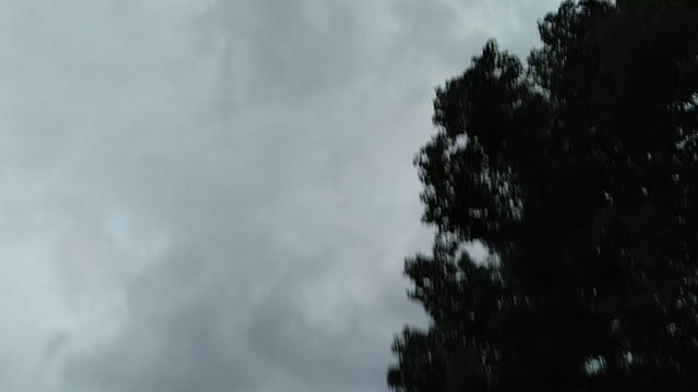 鳥が好きです　よく集まってきますの記事動画