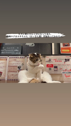 猫様にの記事動画