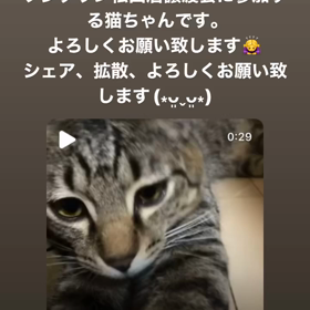2022.04.17フジグラン松山店譲渡会参加する猫ちゃんです。の画像