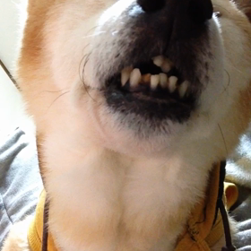 ぴいぴいの画像