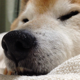 つかれたの画像