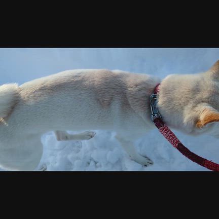 【犬】ポチ夫と雪壁2026の記事動画