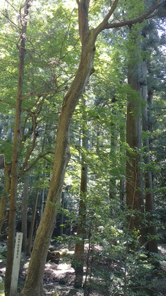 赤城神社。の記事動画