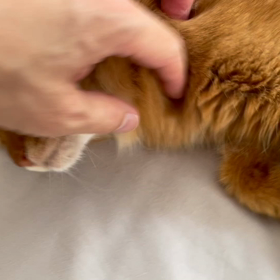 2022.06.27_ライムちゃん美容室の画像