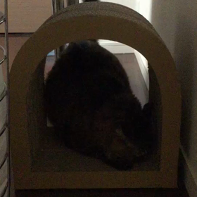 猫の爪研ぎの画像