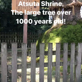 1000年以上生きてる大木！の画像