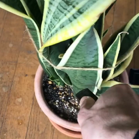 スクール自粛中のようす(動画)の画像