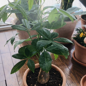 ひたすら植物にお水をあげる動画笑の画像