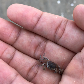 カニの赤ちゃんカワイイ！の画像