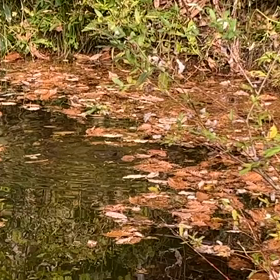 裏の池の画像