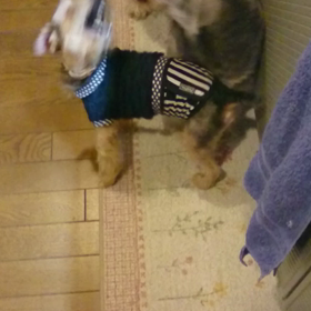 無差別級⁉の画像