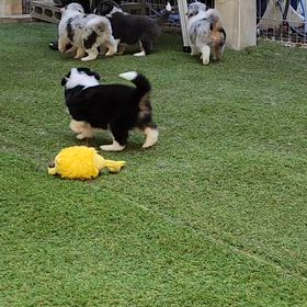 ボーダーコリー子犬の画像