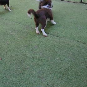 ボーダーコリー子犬の画像