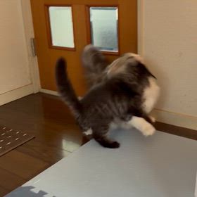 ぶつかり稽古の画像