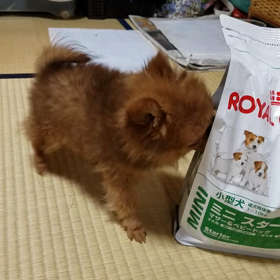 おかわり動画の画像