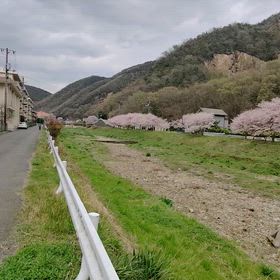 桜の咲く季節にの画像