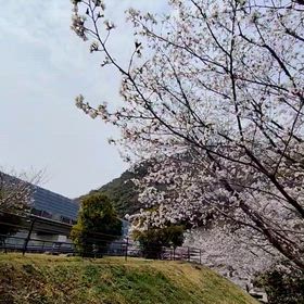 桜の咲く季節にの画像