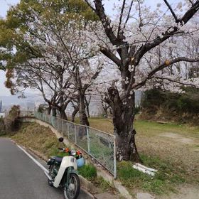 桜の季節にの画像