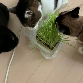 入院5日目の画像