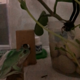 お食事動画の画像