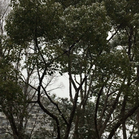 今朝はの画像