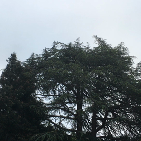 鳥のさえずりを聞く優雅な朝の画像
