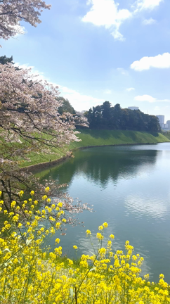 皇居のお花見スポット紹介♡の記事動画
