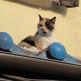 地域猫のマイク、たぬきにビビるの巻きの画像