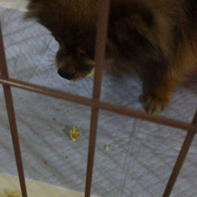 今日のワンコの画像